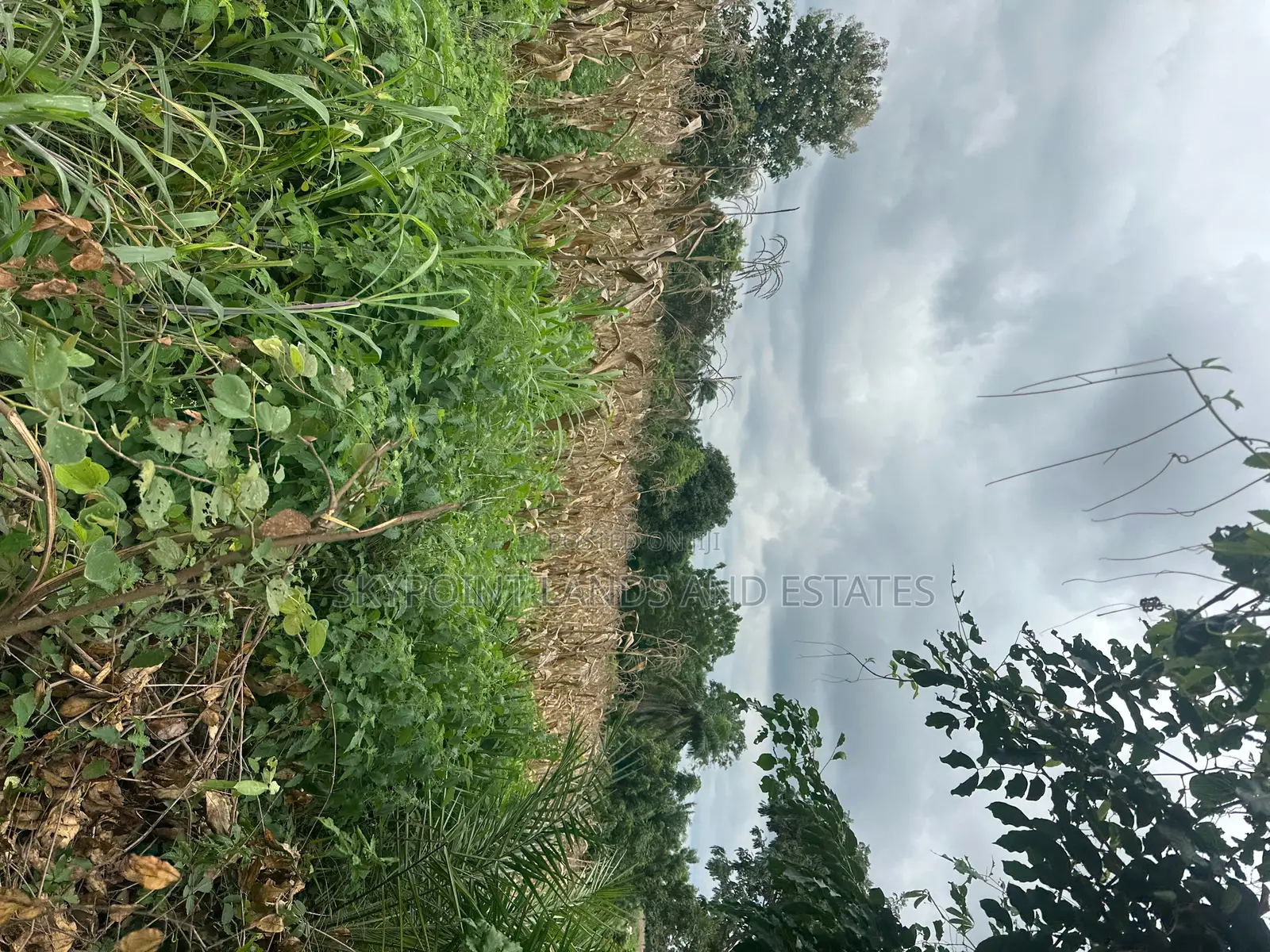 1000 Acres of Land at Ilero Town, Kajola Local Government Area