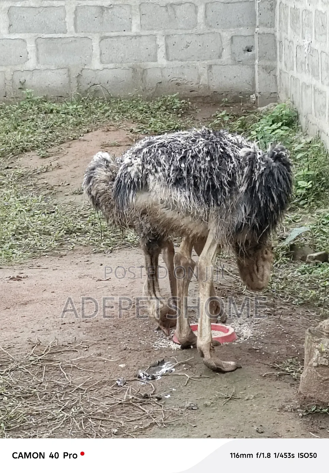 Adolescent Ostriches