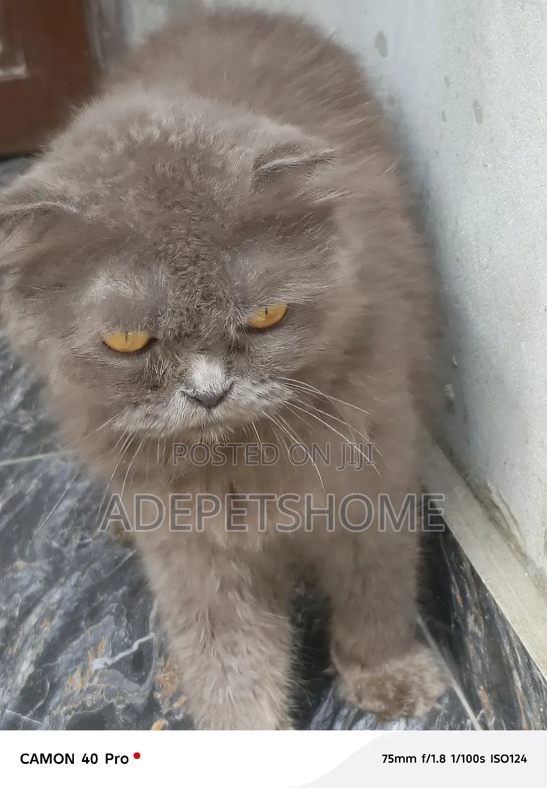 6-12 months Male Purebred Scottish Fold