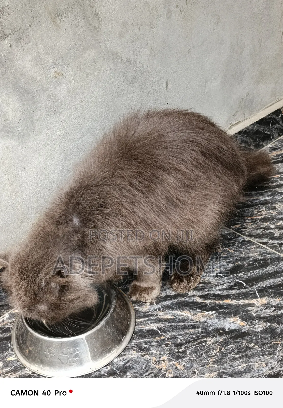 6-12 months Male Purebred Scottish Fold