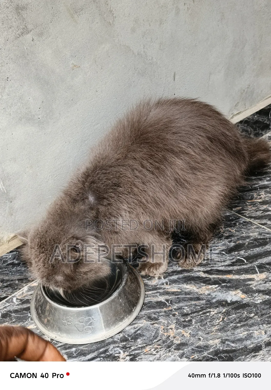 6-12 months Male Purebred Scottish Fold