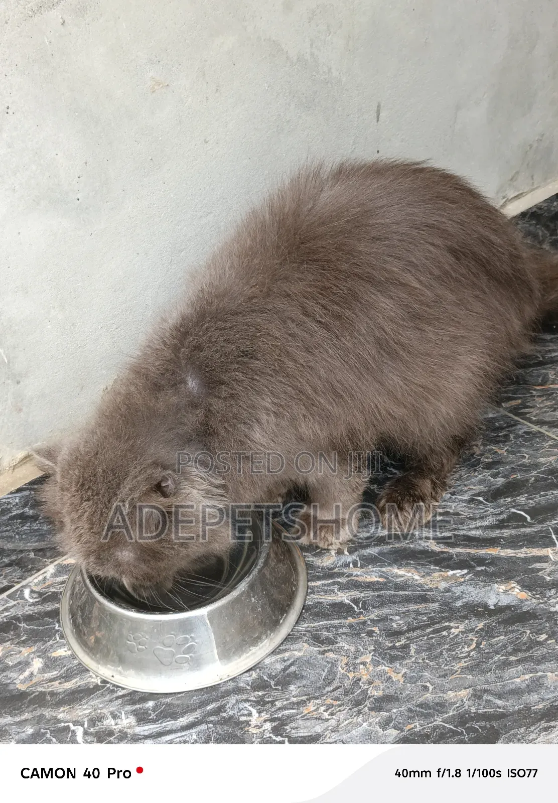 6-12 months Male Purebred Scottish Fold