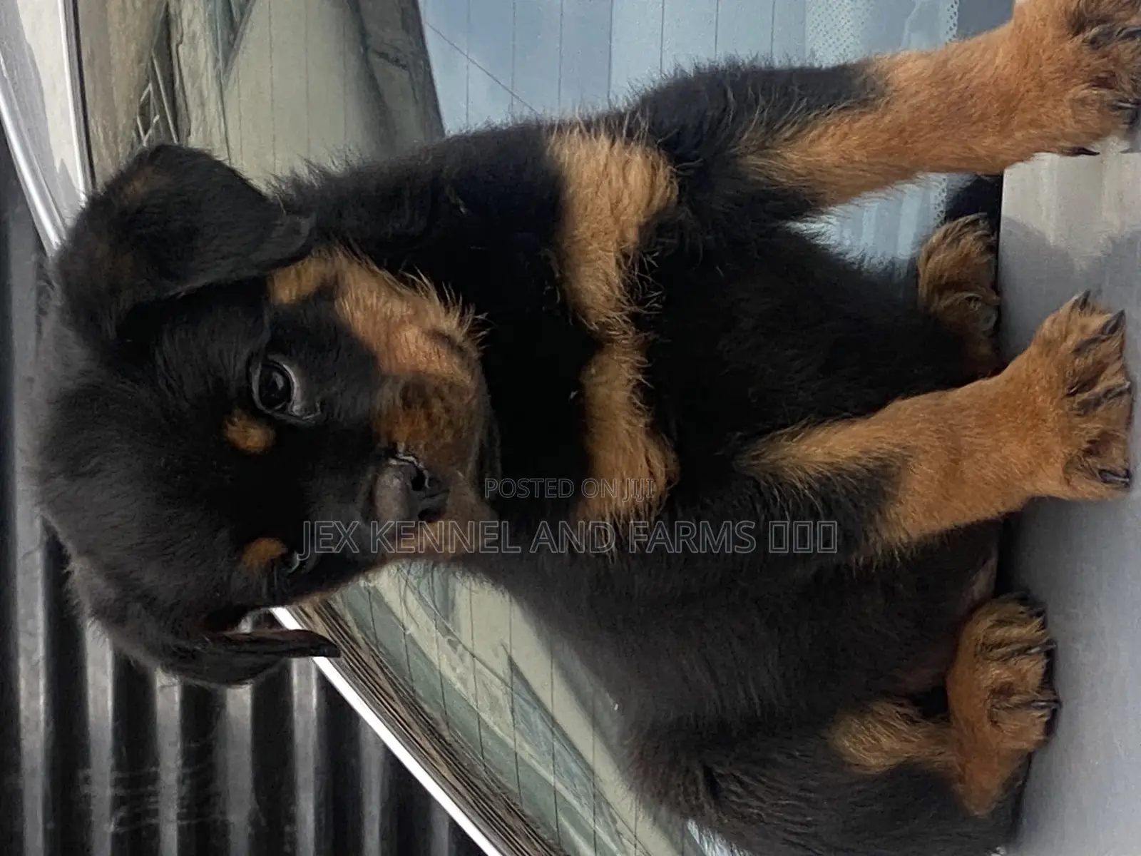 1-3 months Male Purebred Rottweiler