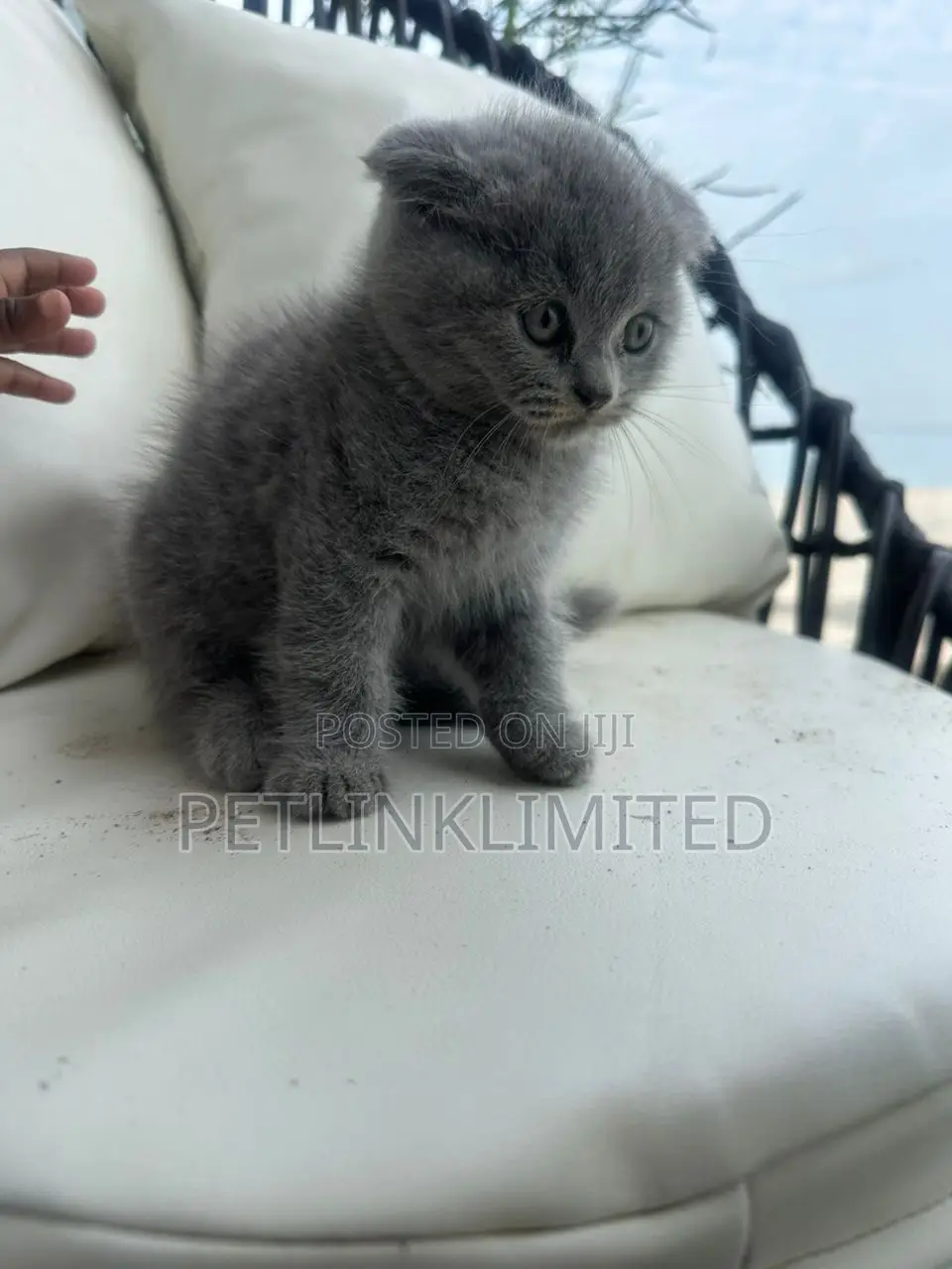 1-3 months Female Purebred British Shorthair