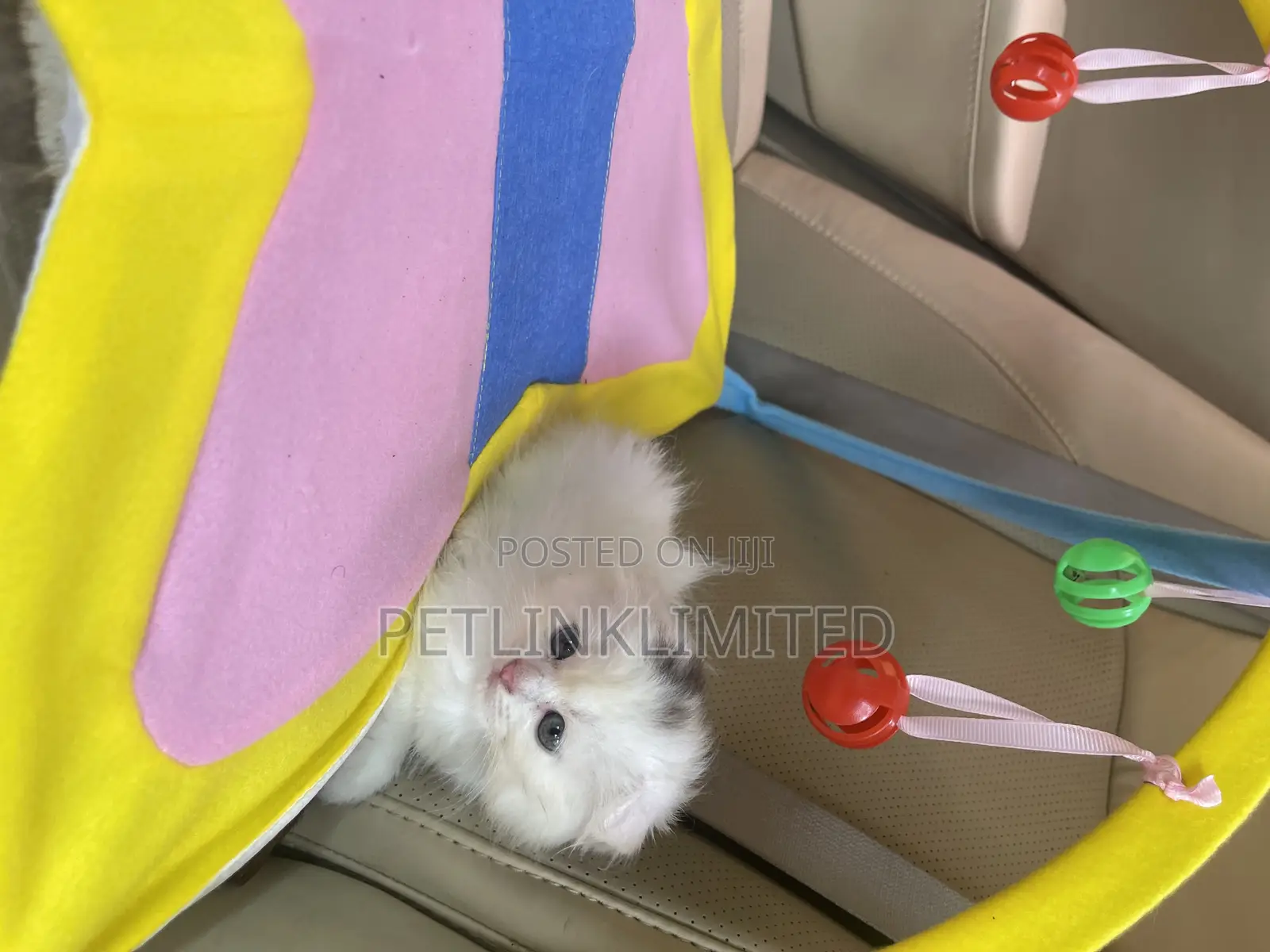 1-3 months Female Purebred British Shorthair