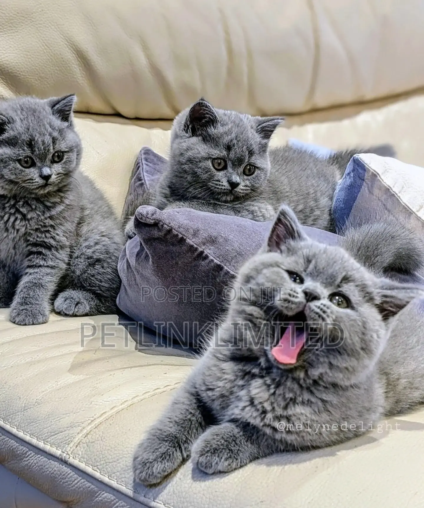 1-3 months Female Purebred British Shorthair