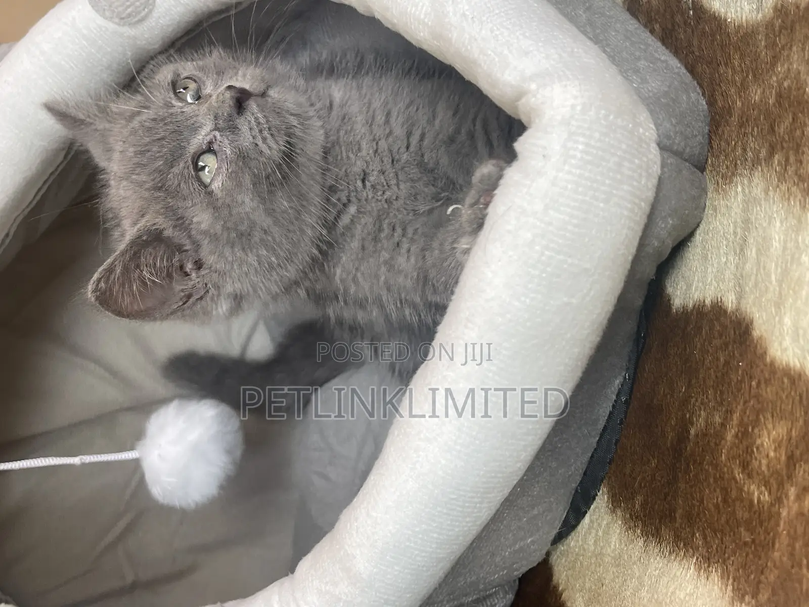 1-3 months Female Purebred British Shorthair