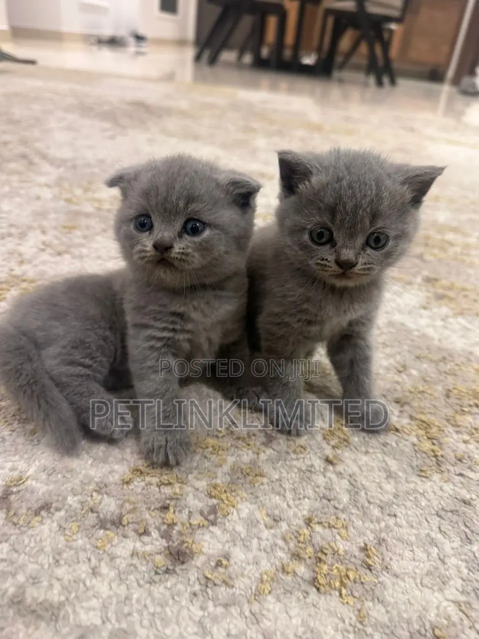 1-3 months Female Purebred Scottish Fold