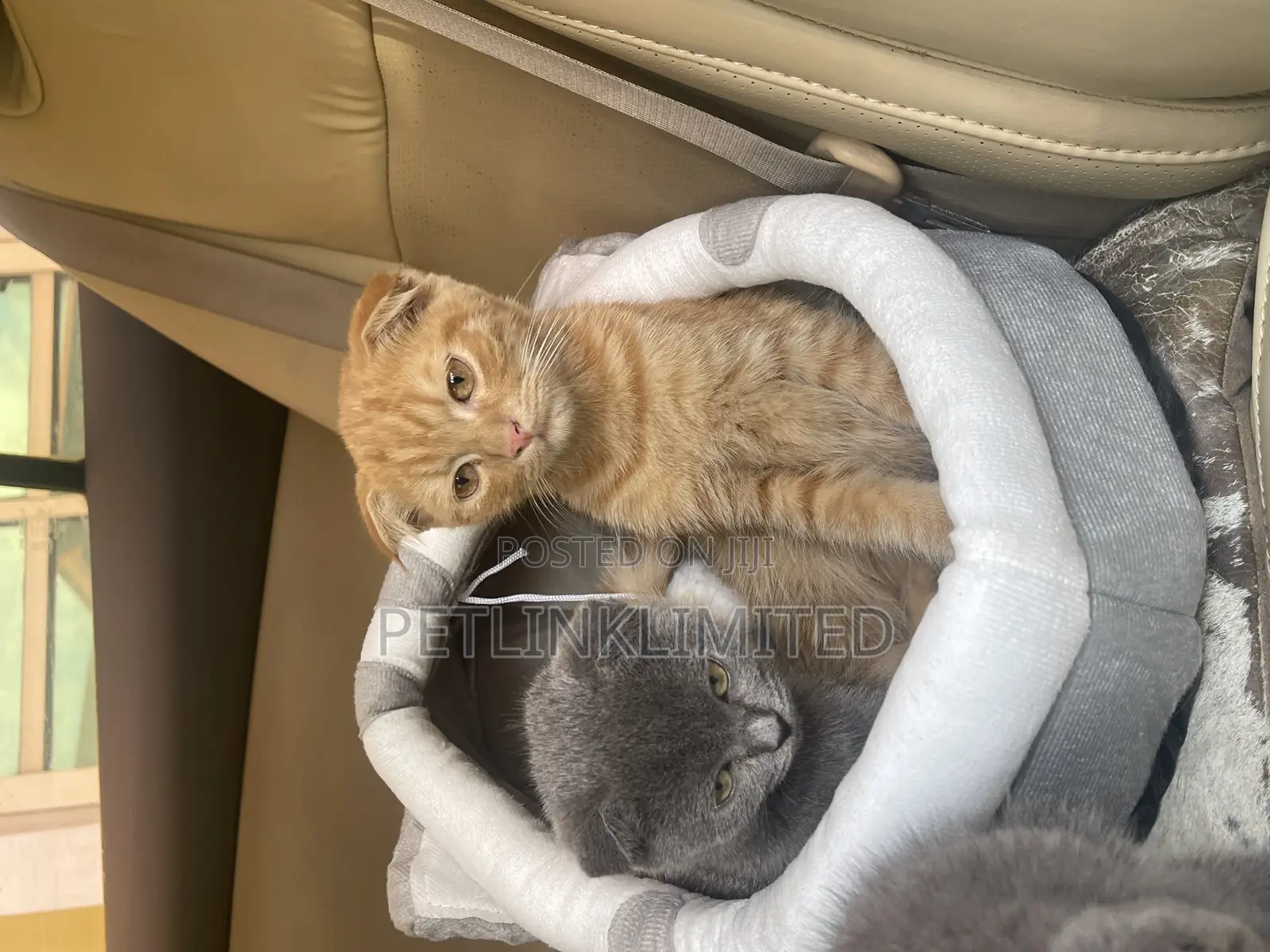 1-3 months Female Purebred Scottish Fold