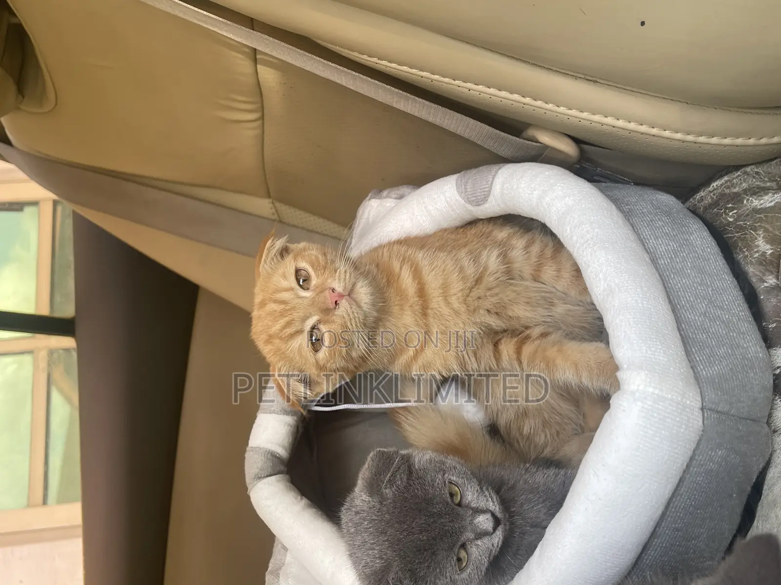 1-3 months Female Purebred Scottish Fold