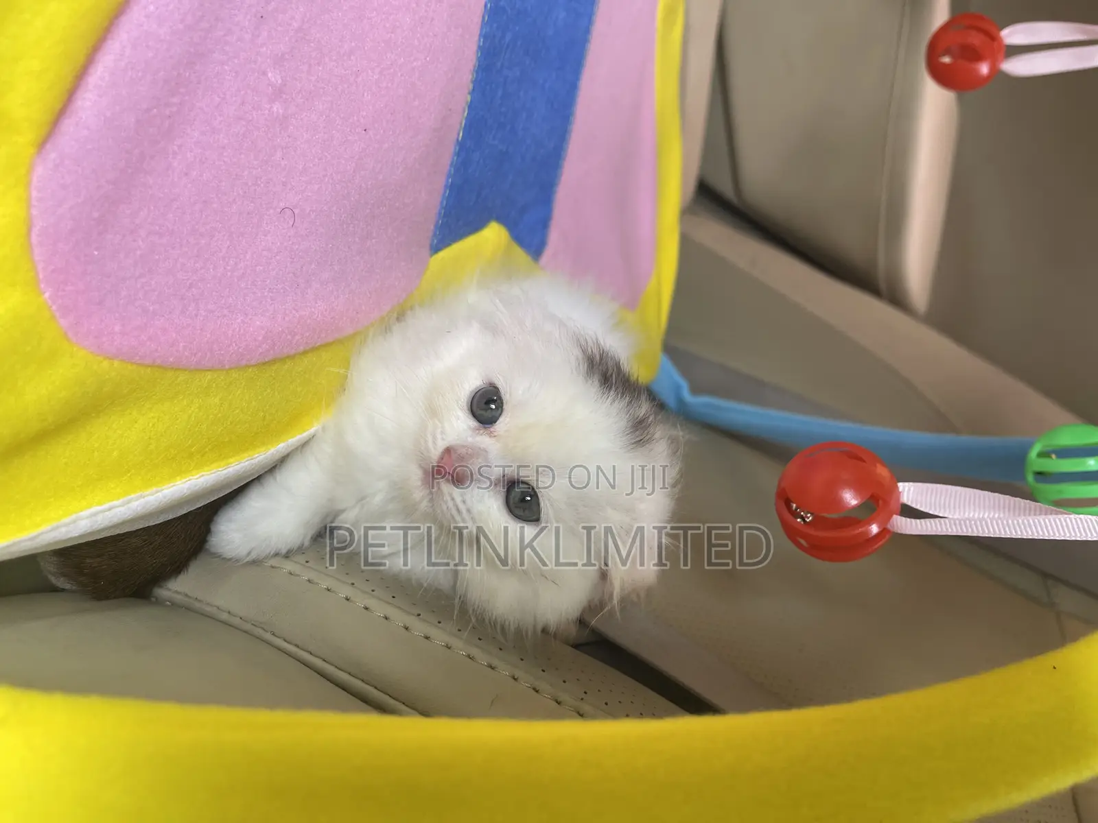1-3 months Female Purebred Scottish Fold