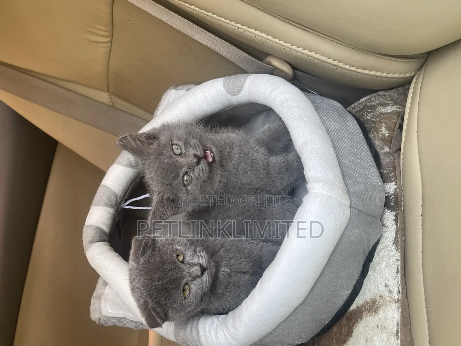 1-3 months Female Purebred Scottish Fold