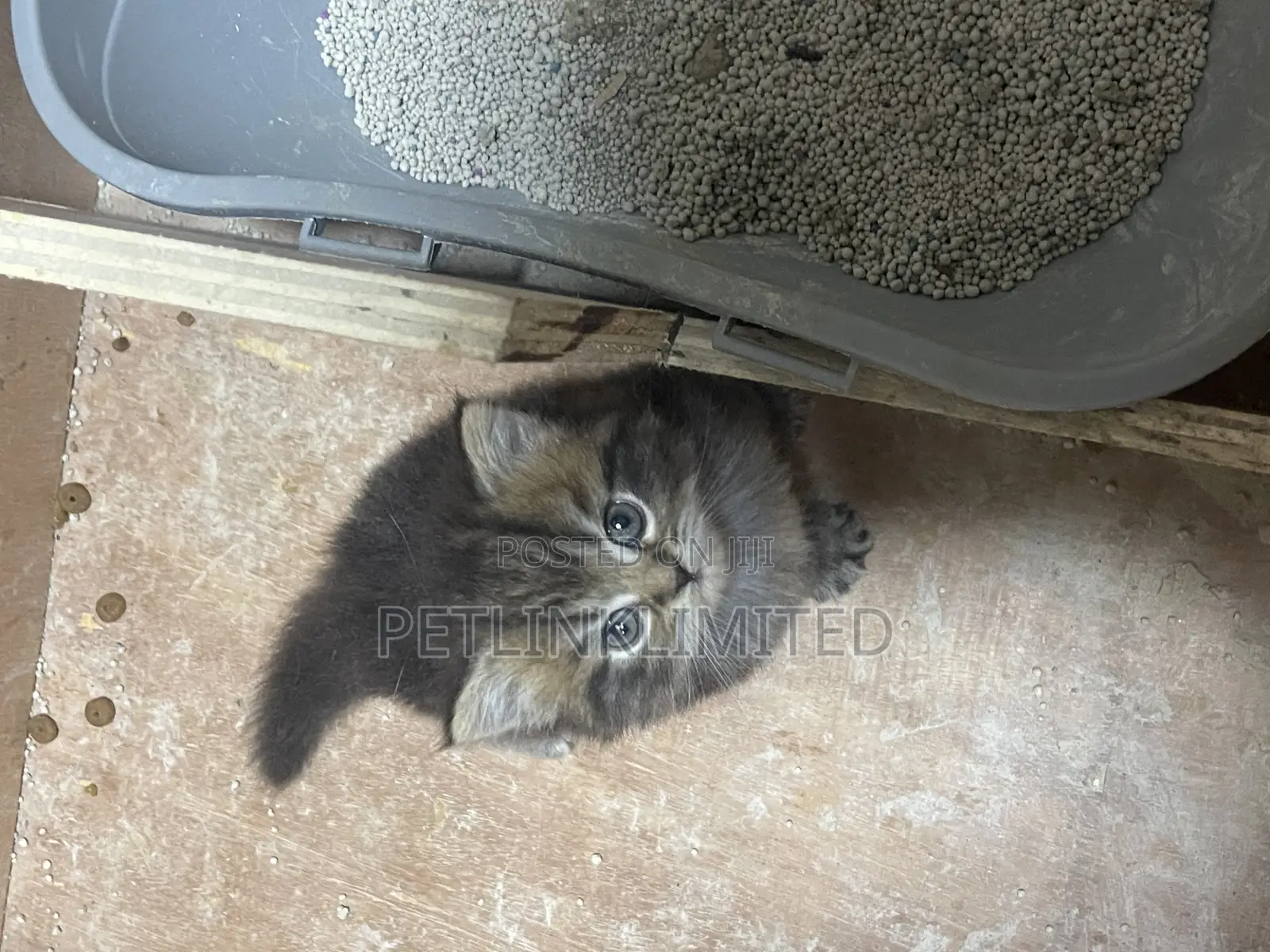 1-3 months Male Purebred Siberian