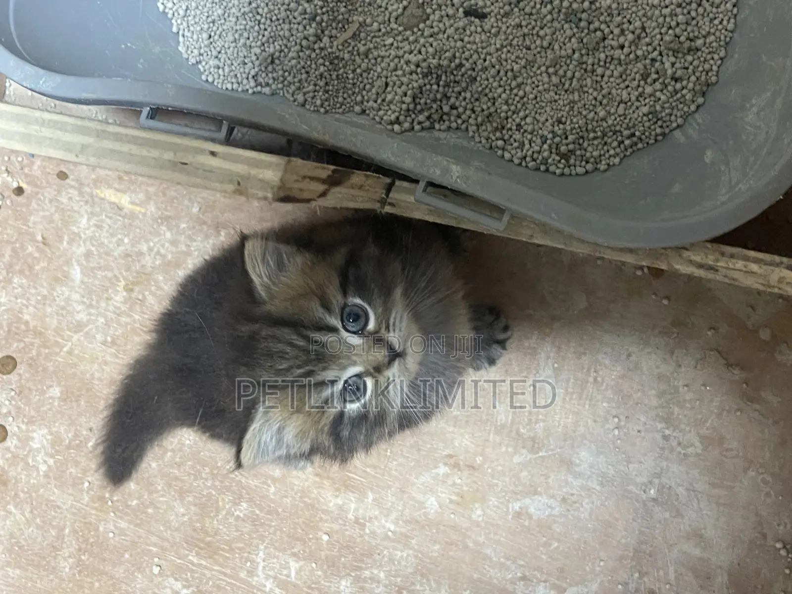 1-3 months Male Purebred Siberian