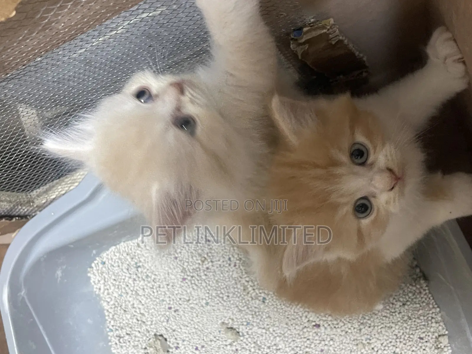 1-3 months Male Purebred Siberian