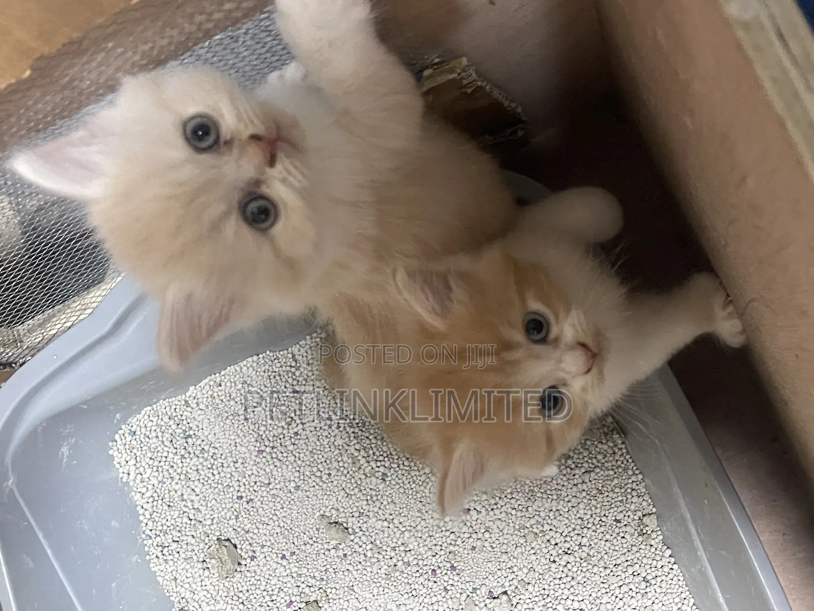 1-3 months Male Purebred Siberian