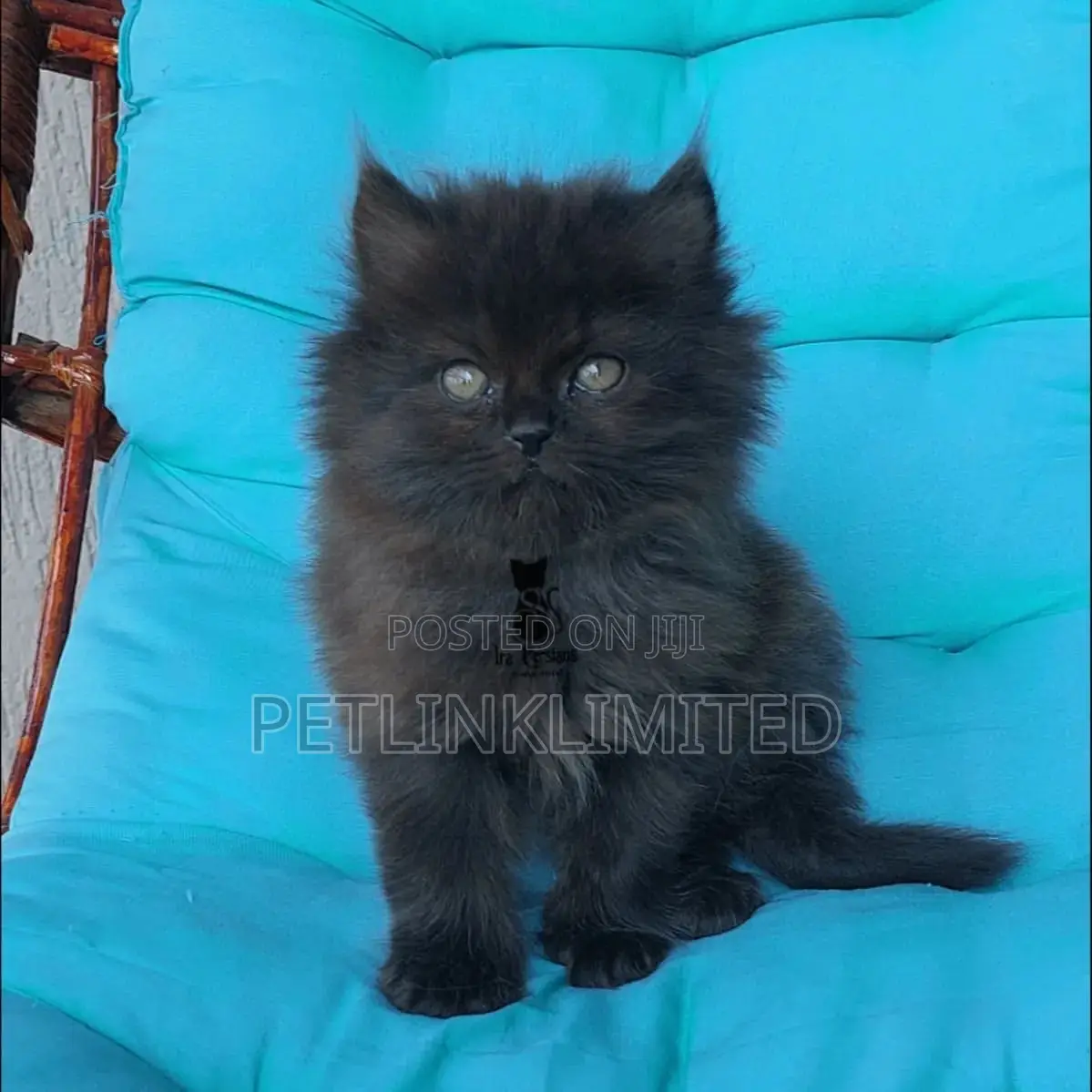 1-3 months Male Purebred Exotic