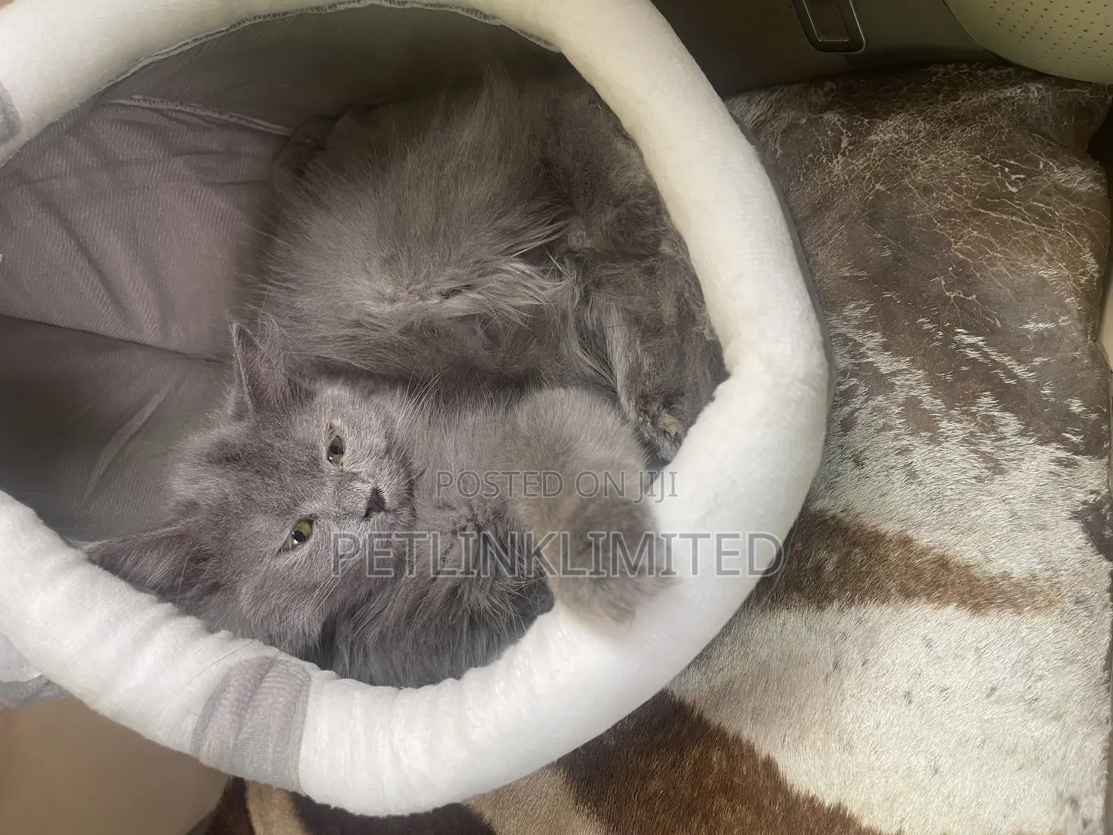 1-3 months Male Purebred Exotic