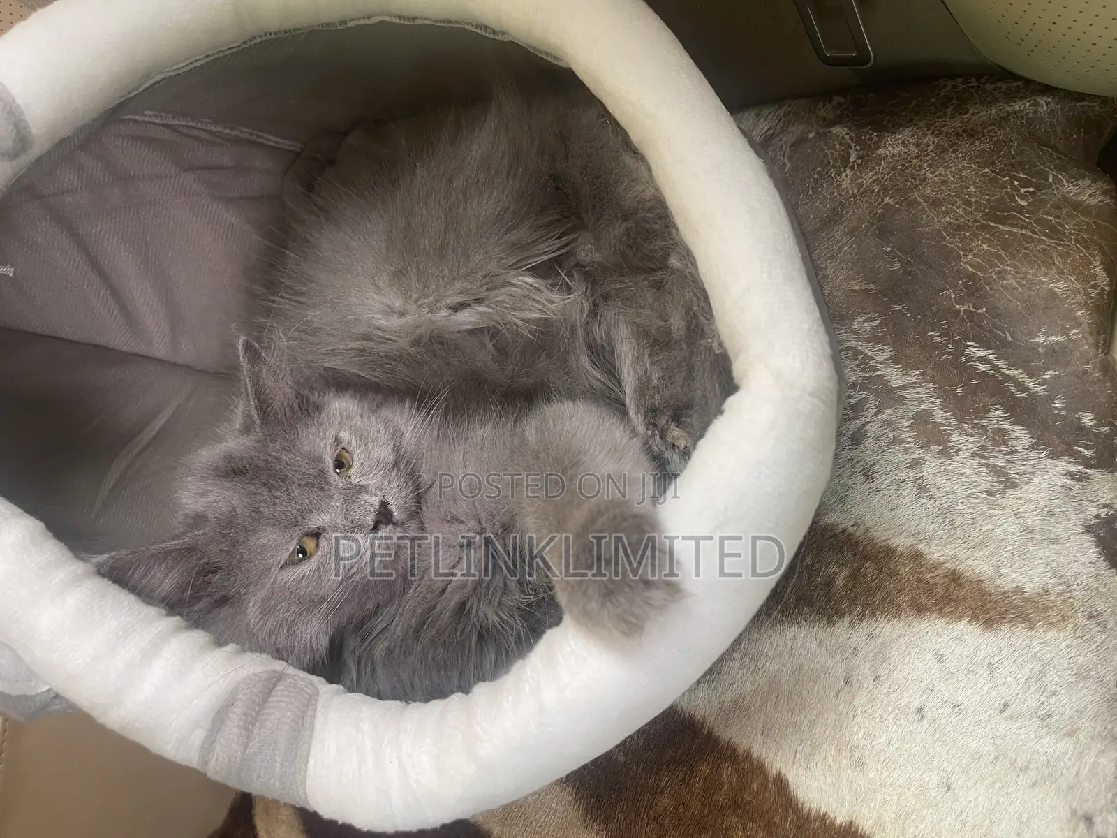 1-3 months Male Purebred Exotic
