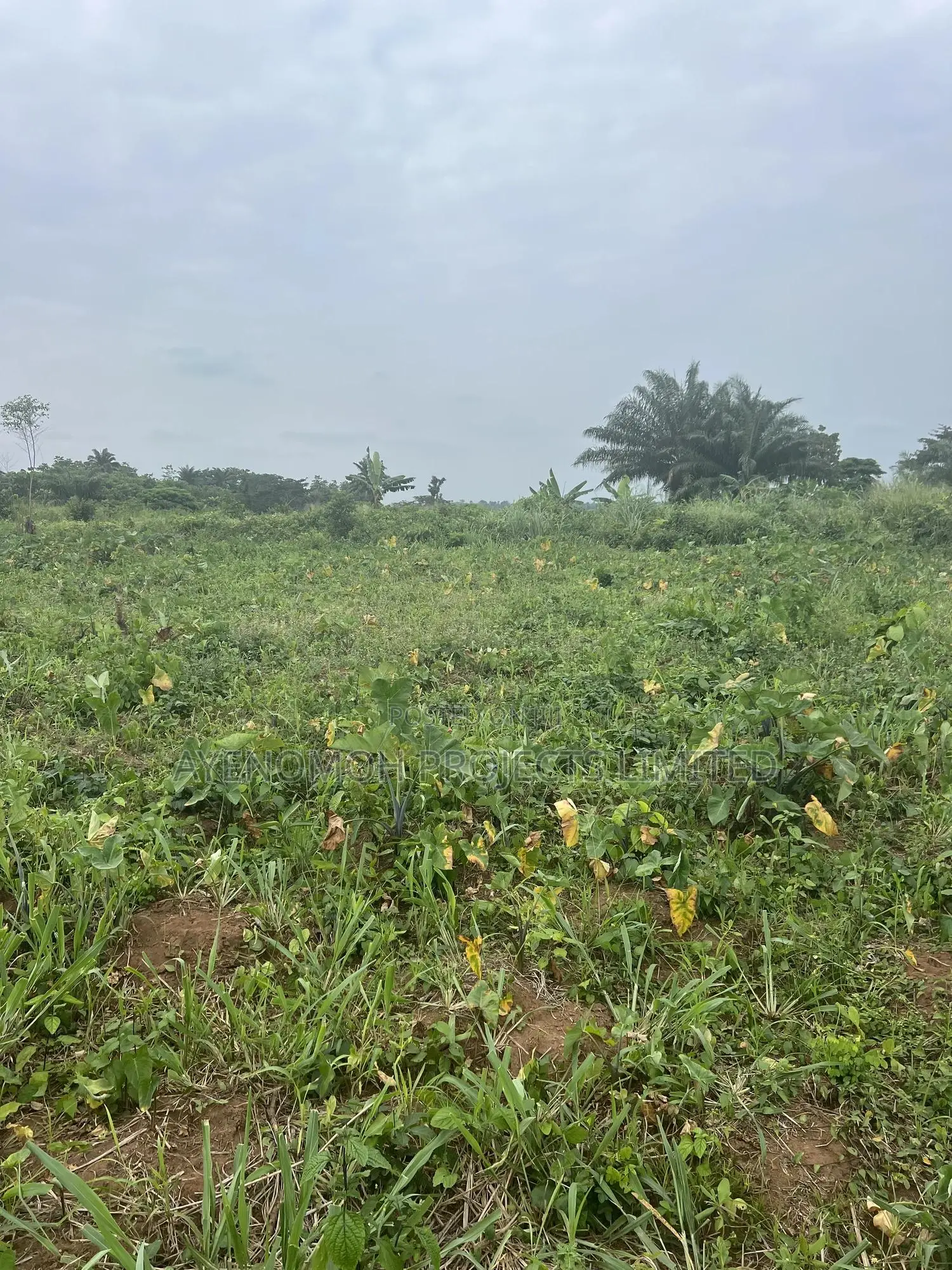 Farmland at Eredo 10 Acres
