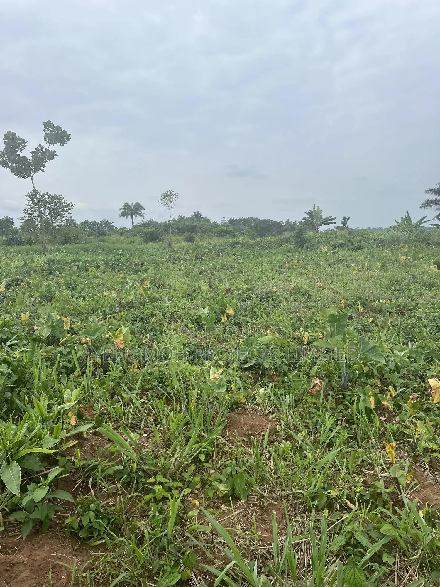 Farmland at Eredo 10 Acres