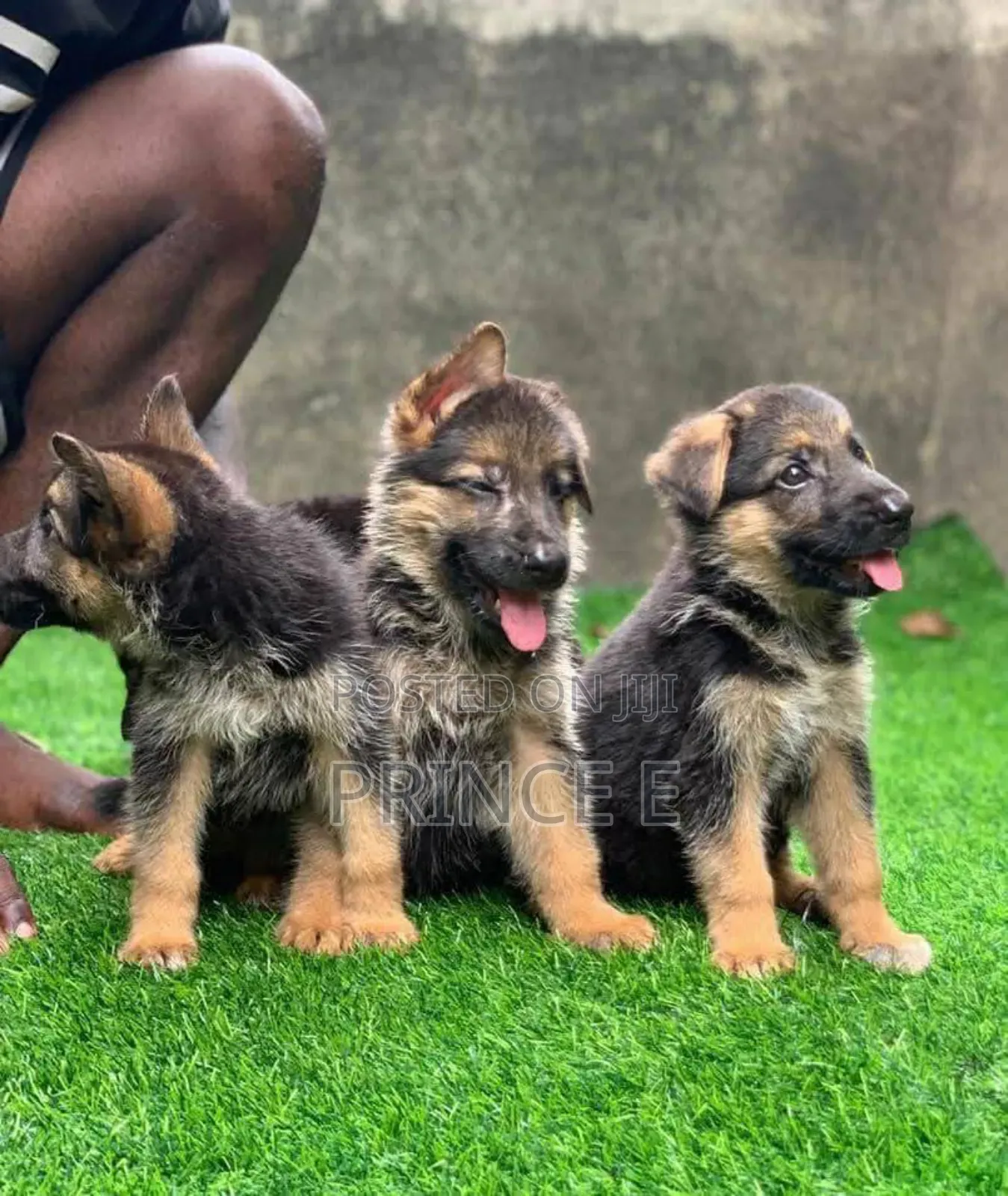 1-3 months Male Purebred German Shepherd