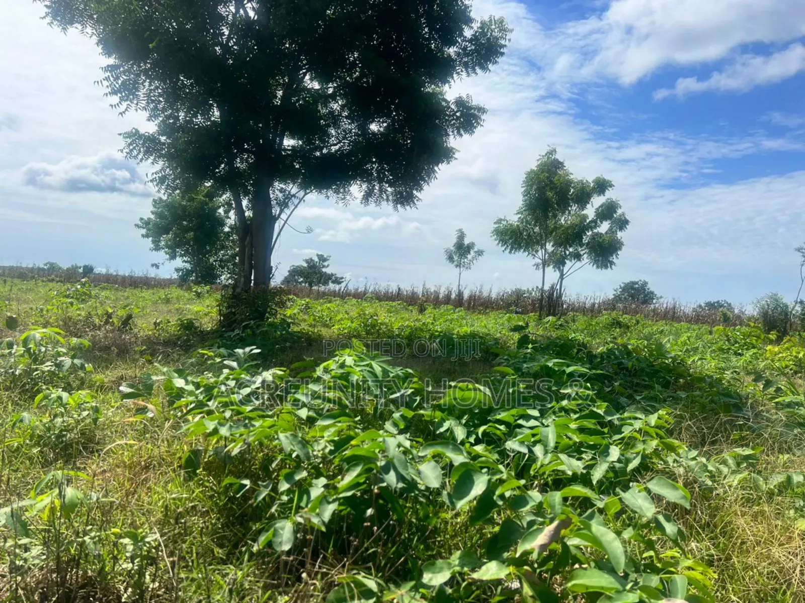 20 Acres of Fertile Farmland – Iseyin-Ibadan Expressway, Oyo State