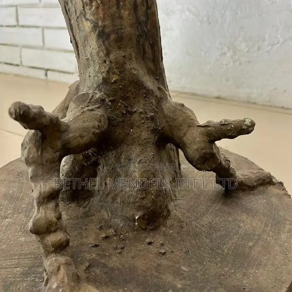 170cm Decorative Artificial Bonsai Tree – Perfect Indoor Accent