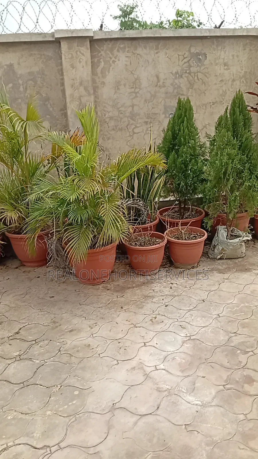 Add a Touch of Tropical Elegance With Golden Palm Plants