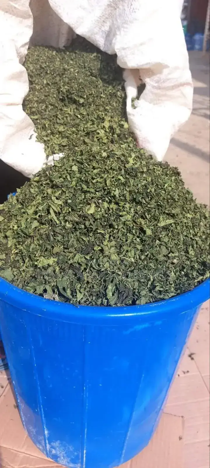 Dry Scent Leaf