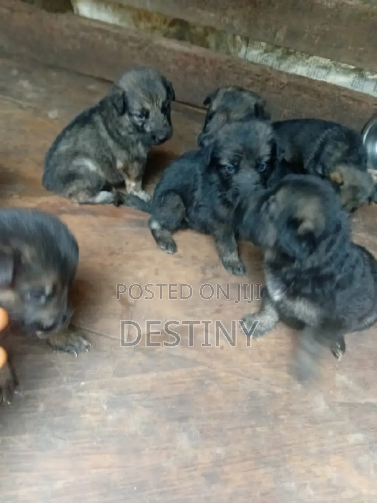 1-3 months Female Purebred German Shepherd