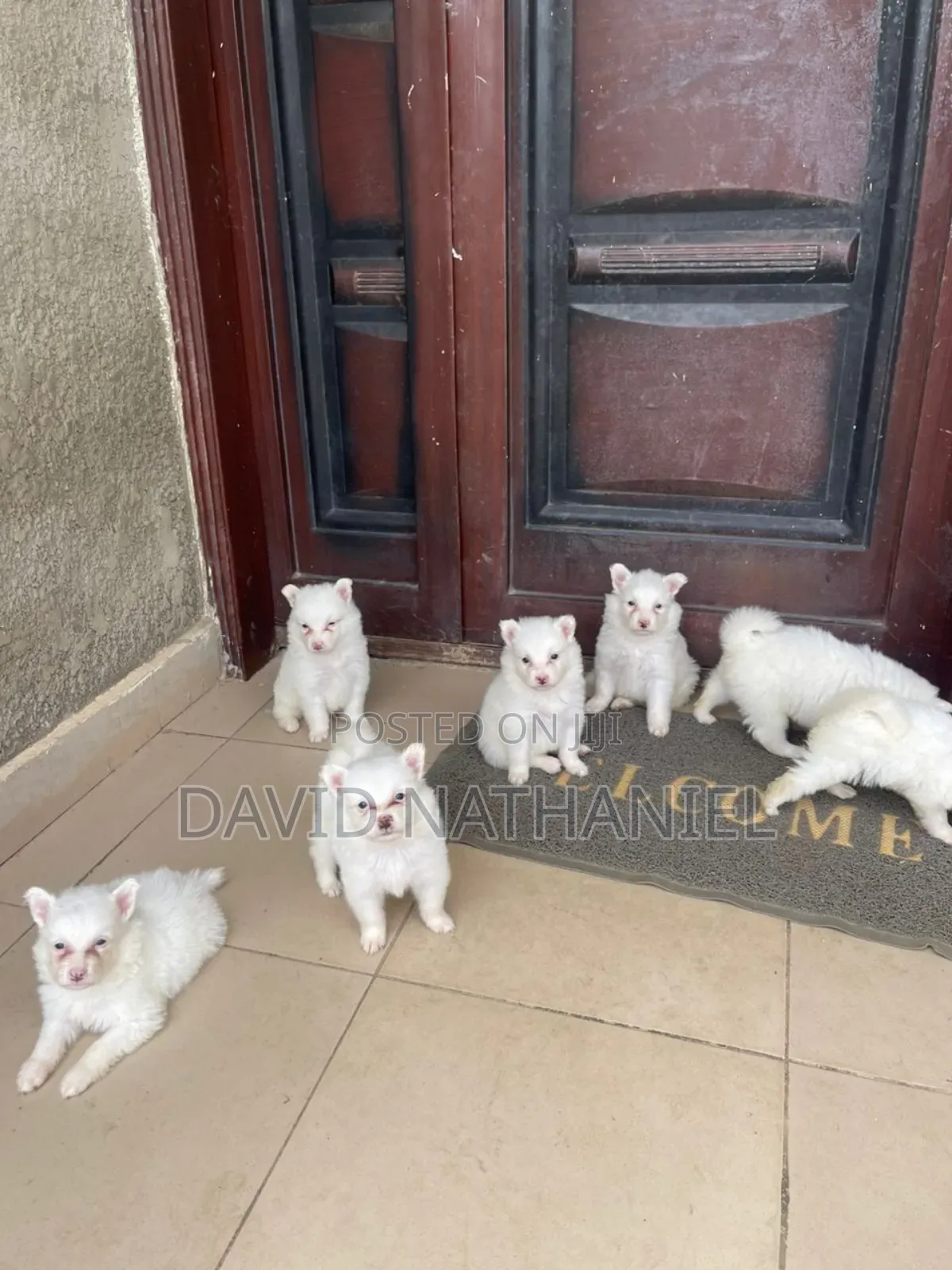 1-3 months Female Purebred American Eskimo
