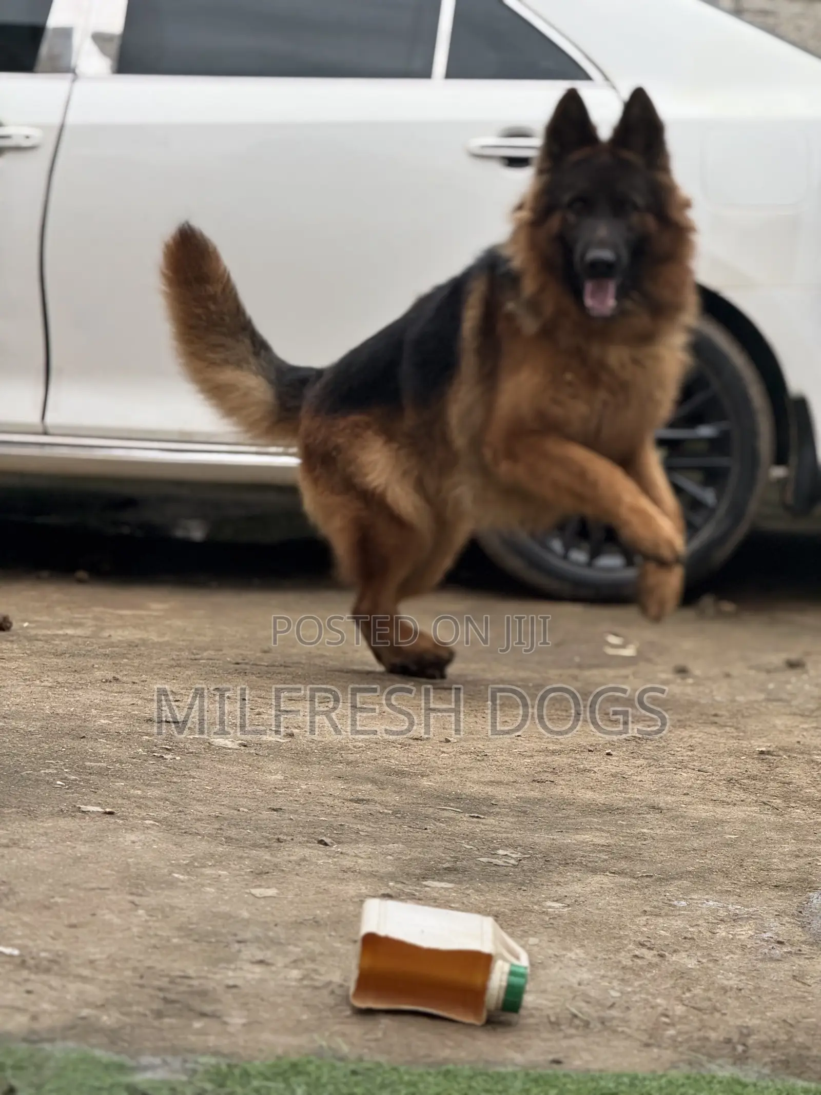 1+ year Male Purebred German Shepherd