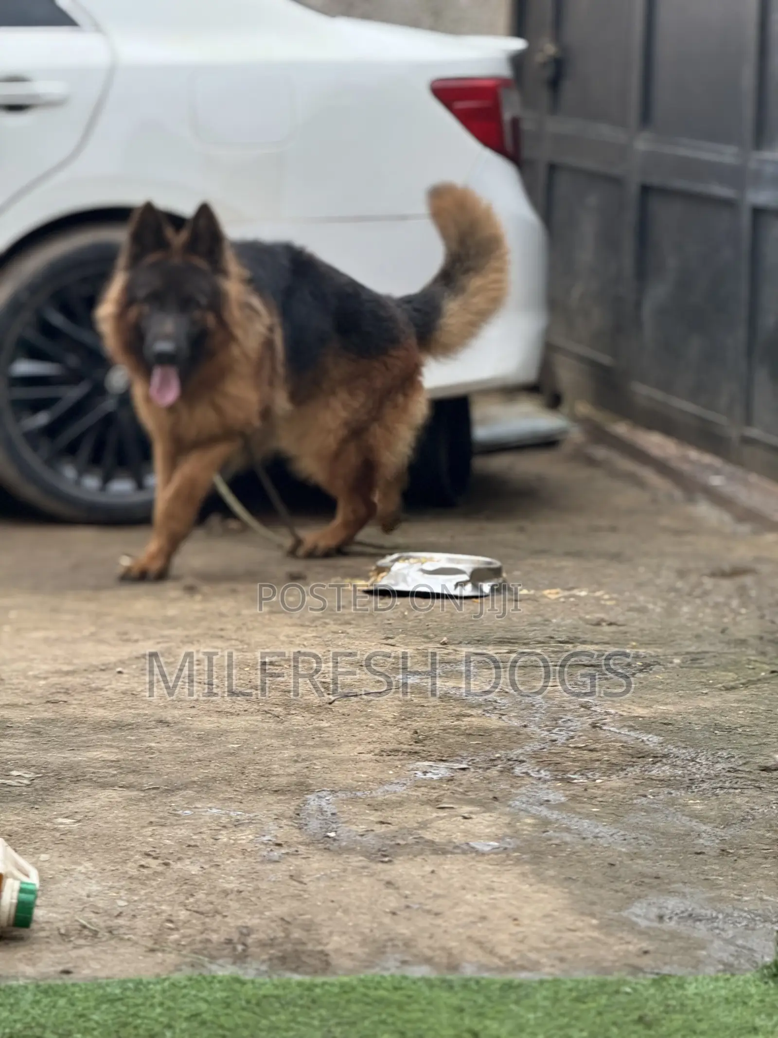 1+ year Male Purebred German Shepherd