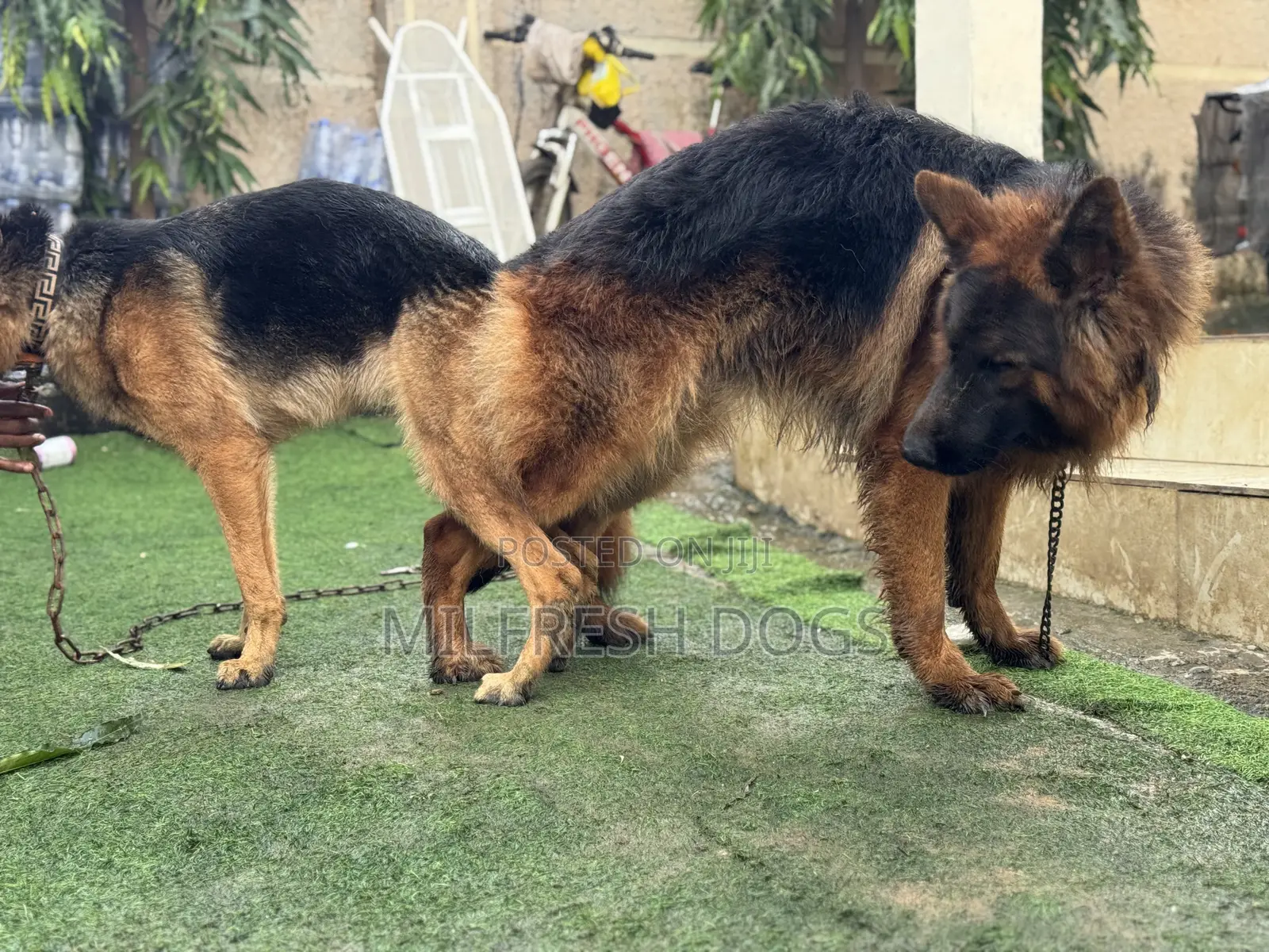 1+ year Male Purebred German Shepherd