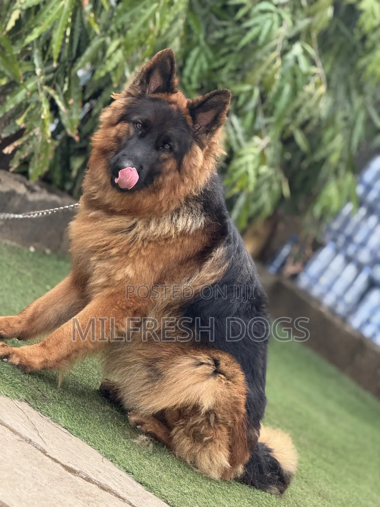1+ year Male Purebred German Shepherd