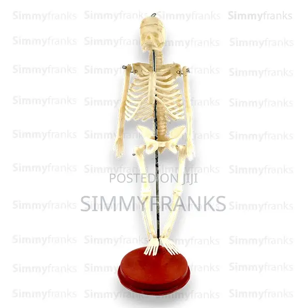Miniature Human Skeleton Model