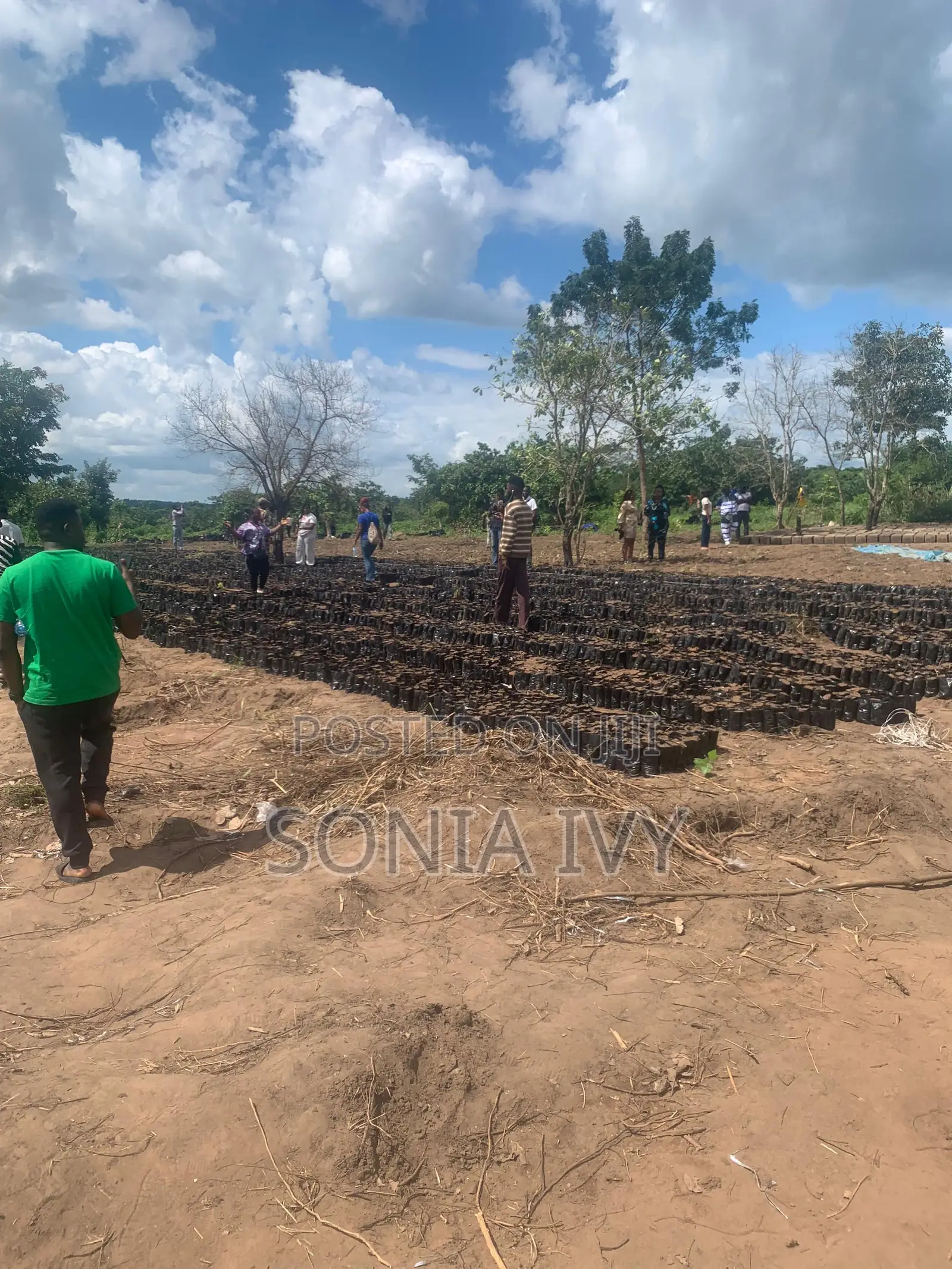 Agroshare Palm Oil Farmland