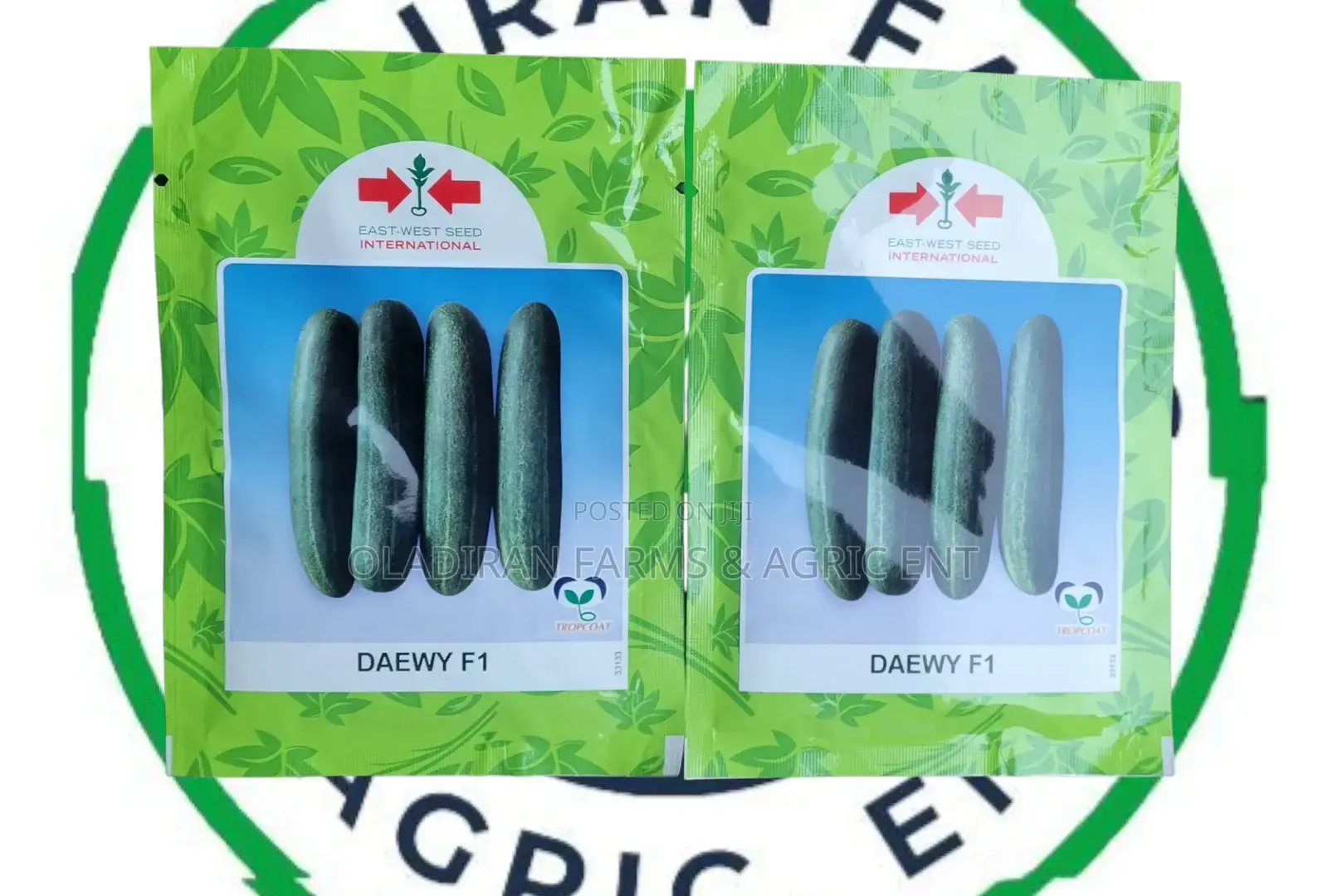 Daewy F1 Cucumber