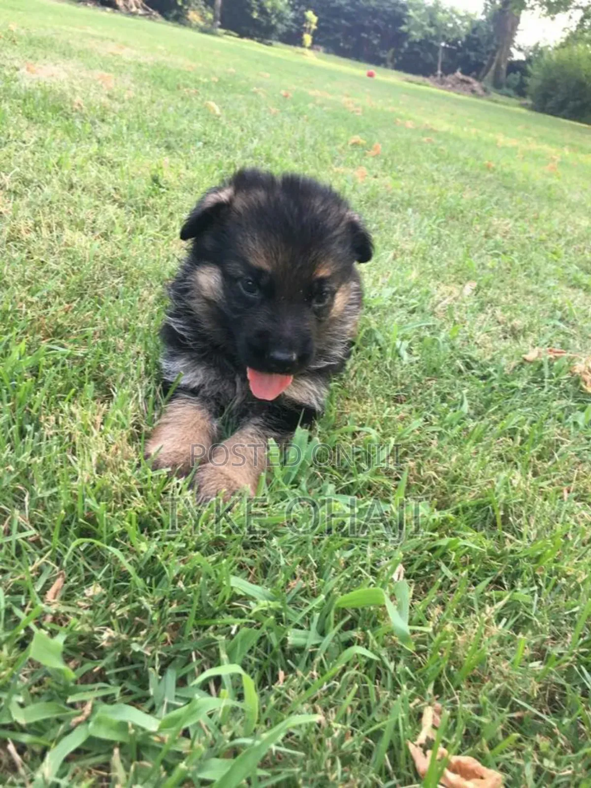 1-3 months Female Purebred German Shepherd