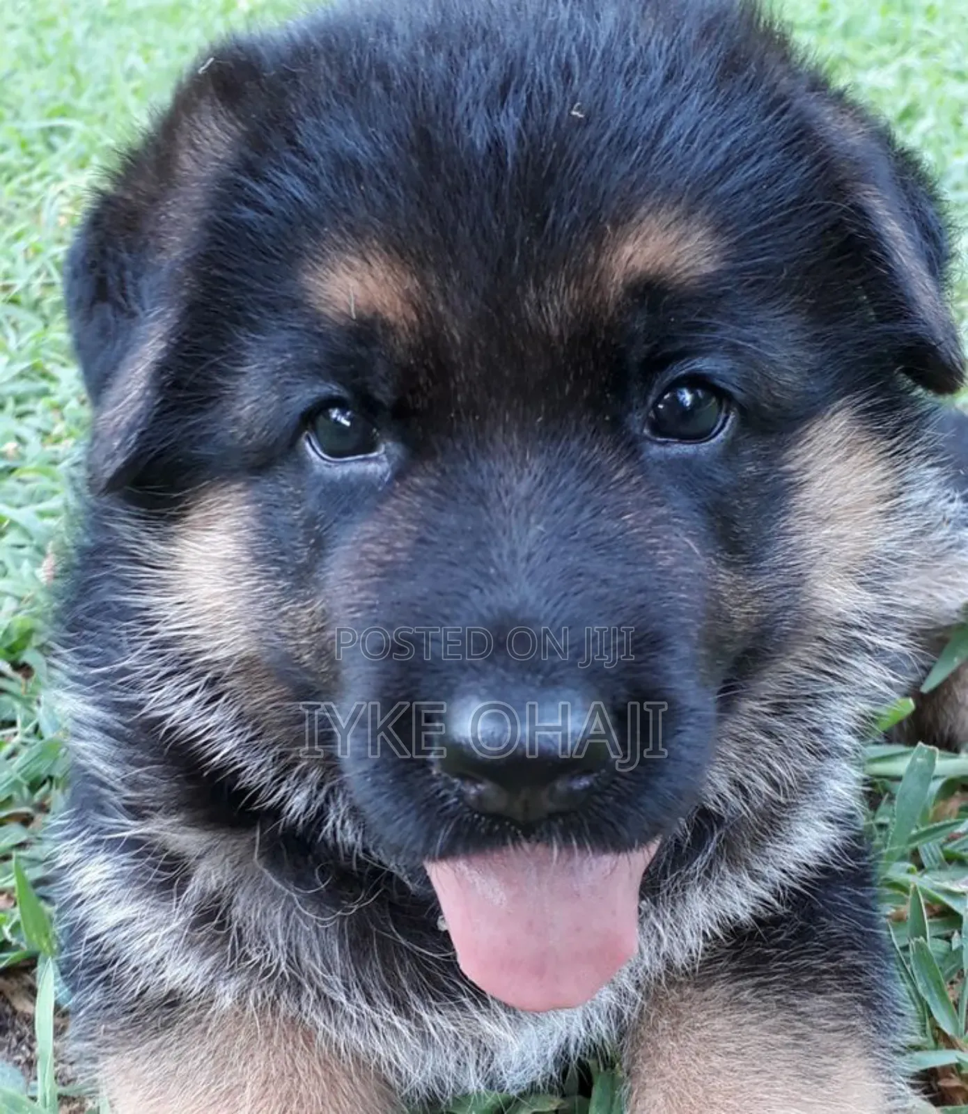 1-3 months Female Purebred German Shepherd
