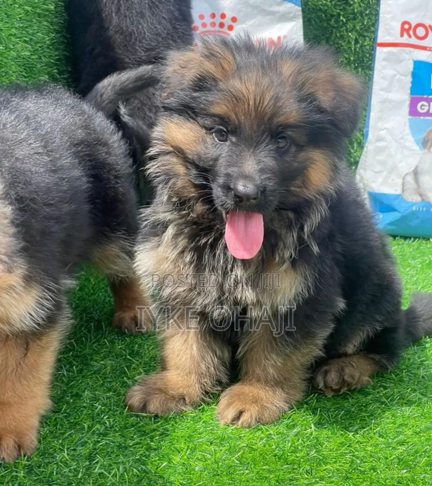 1-3 months Male Purebred German Shepherd