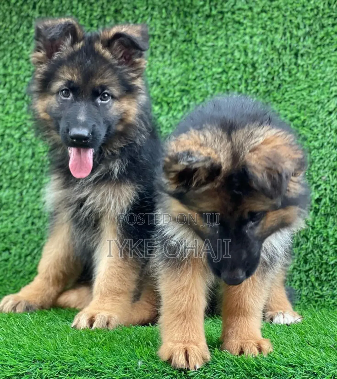 1-3 months Male Purebred German Shepherd