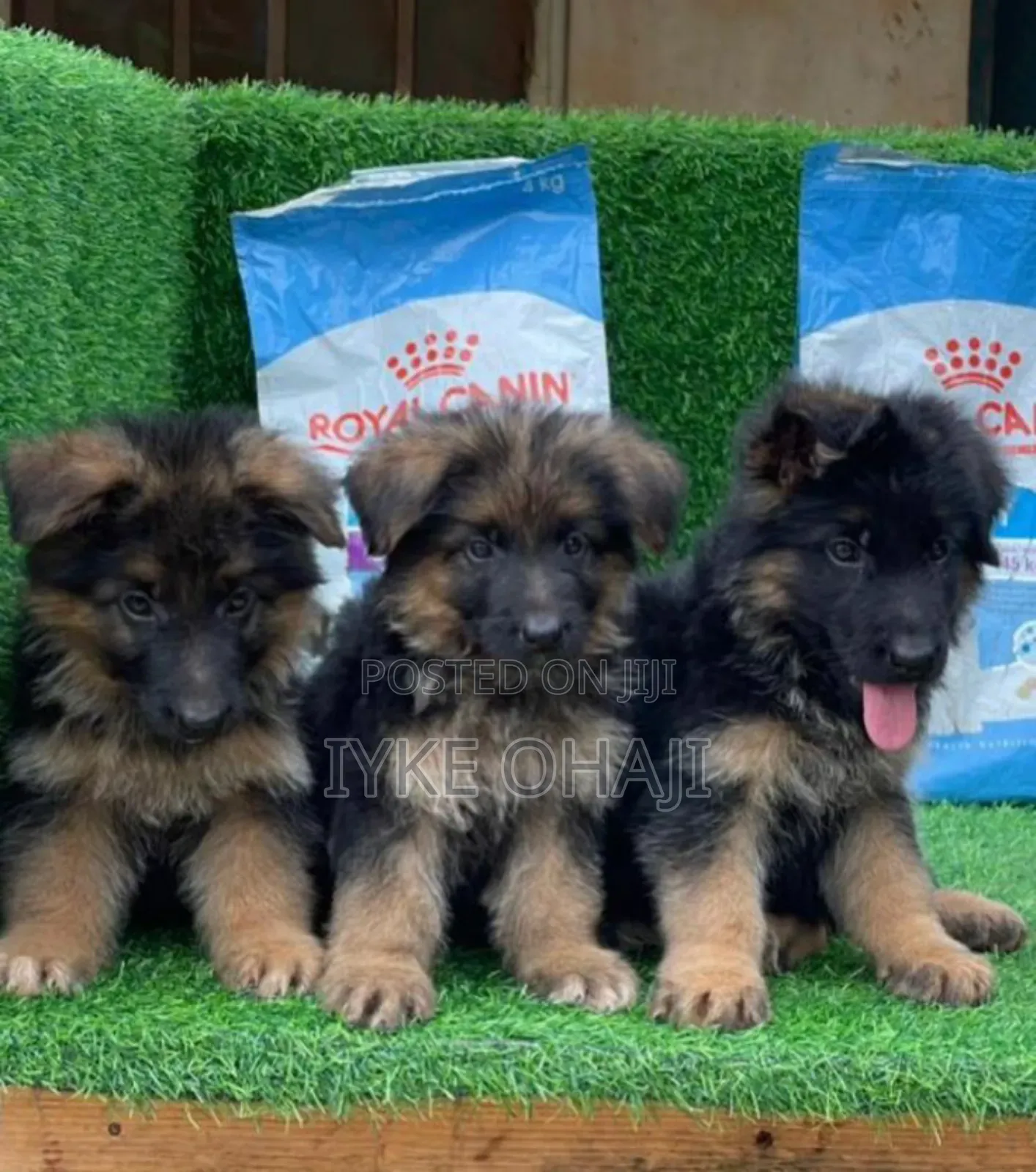 1-3 months Male Purebred German Shepherd