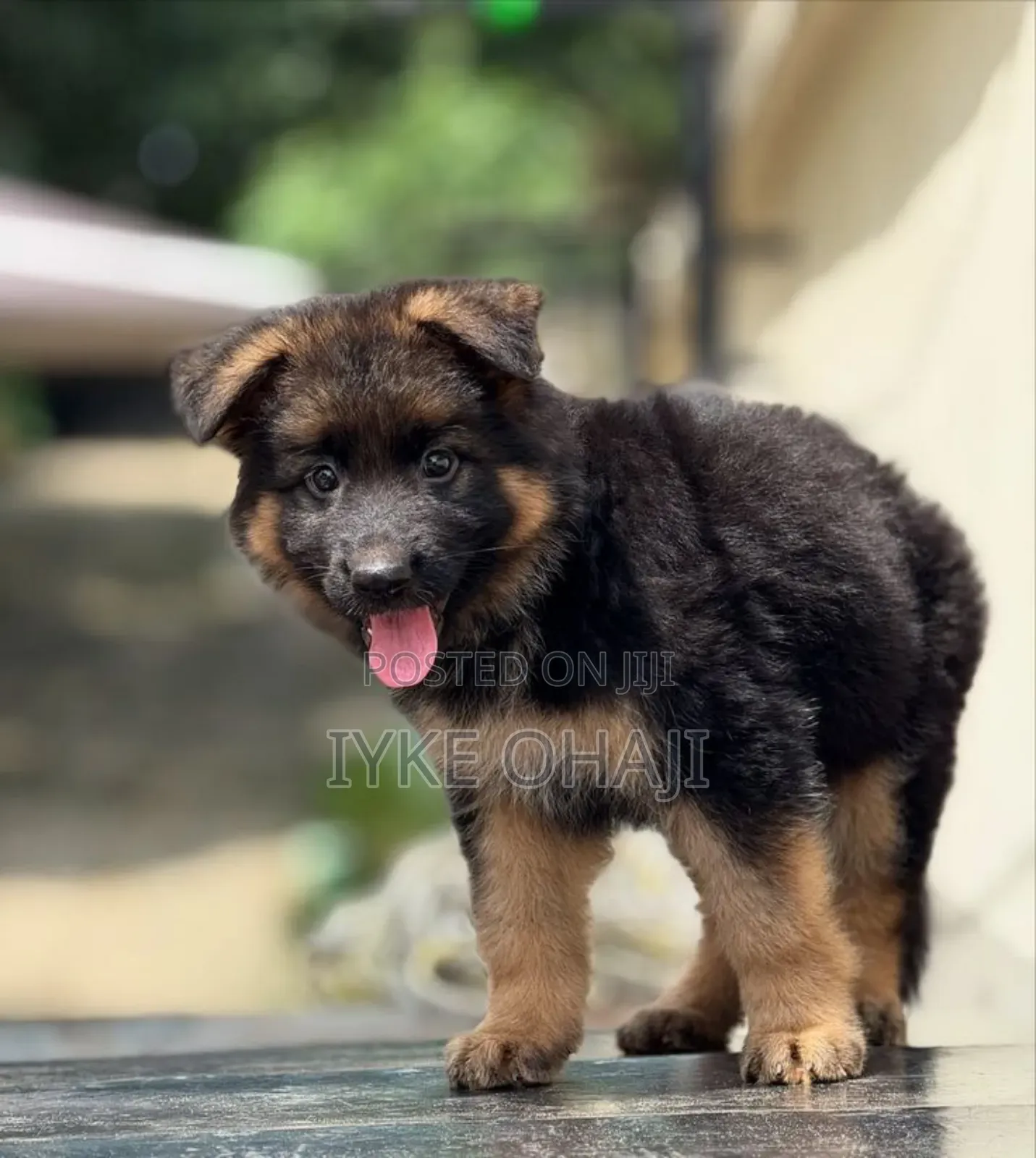 1-3 months Male Purebred German Shepherd