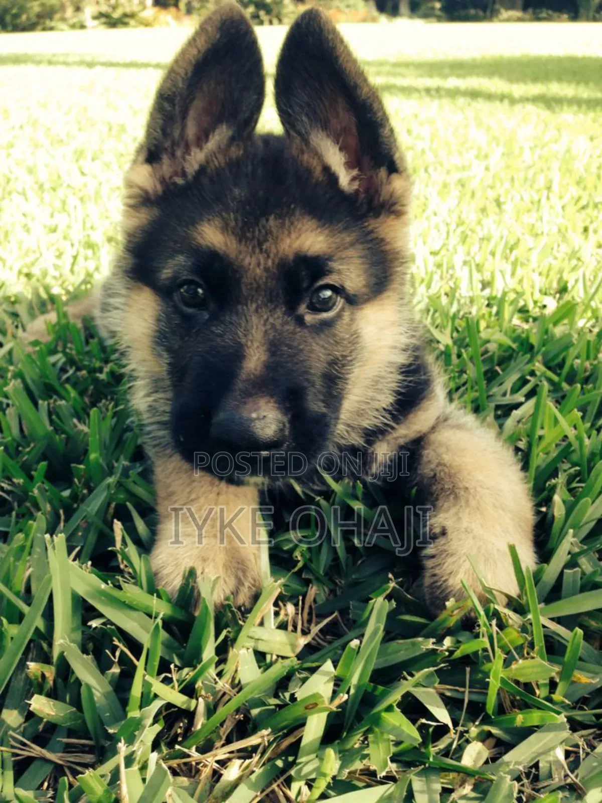 1-3 months Male Purebred German Shepherd