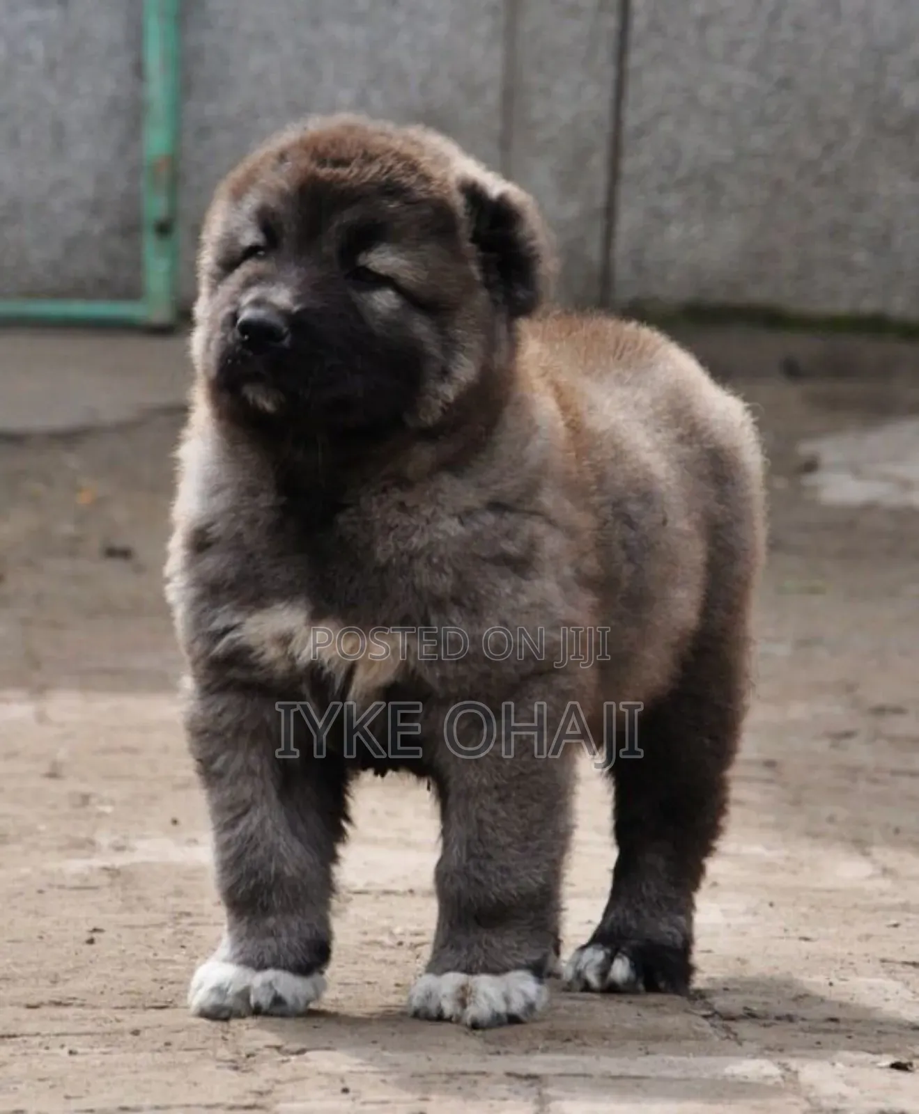 1-3 months Female Purebred Caucasian Shepherd