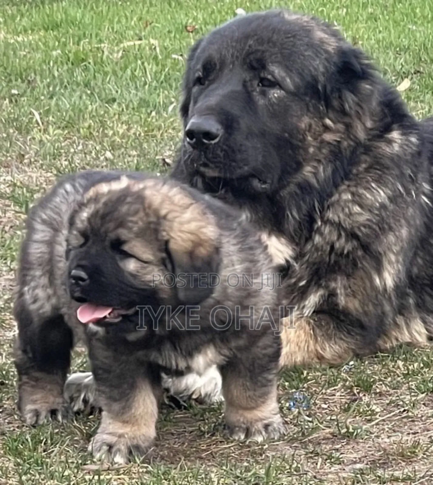 1-3 months Female Purebred Caucasian Shepherd