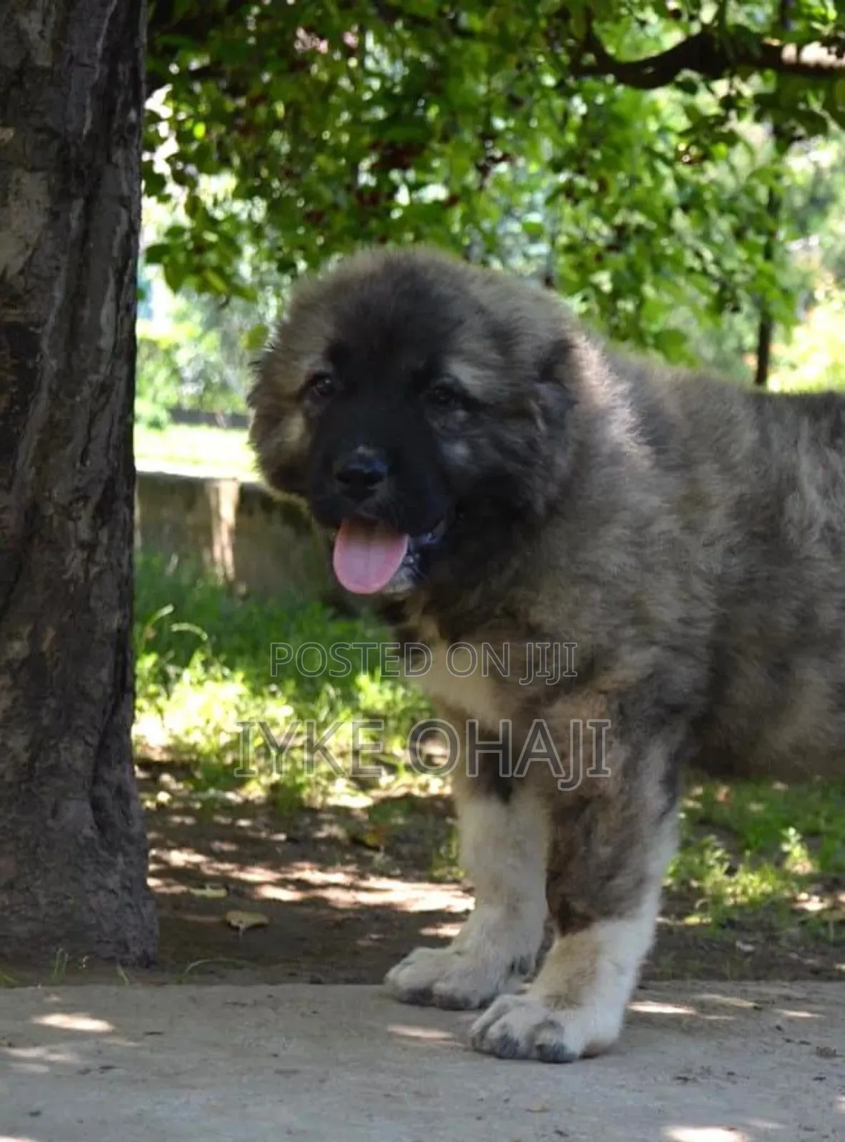 1-3 months Female Purebred Caucasian Shepherd