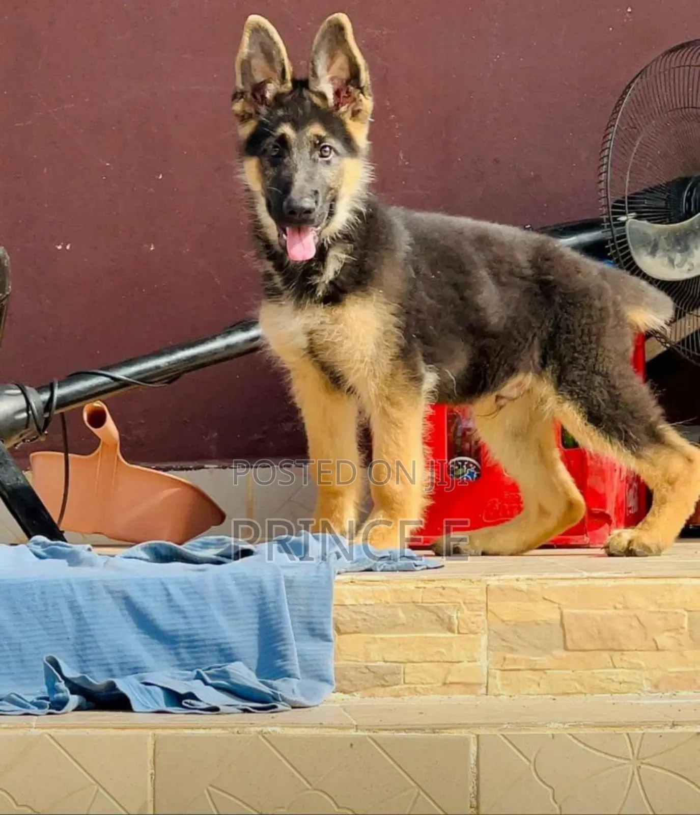 1-3 months Male Purebred German Shepherd